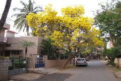 Tabebuia argentea